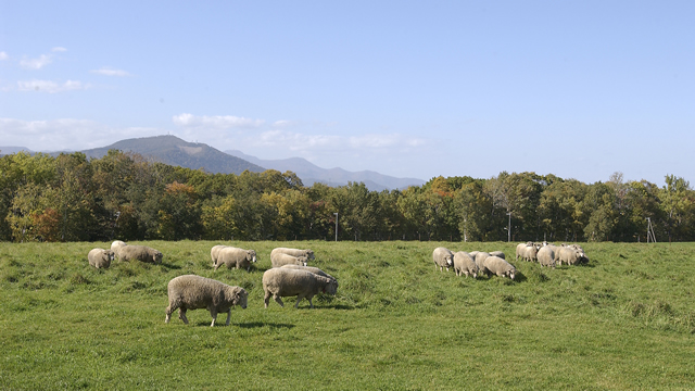 札幌市郊外羊が丘（さっぽろしこうがいひつじがおか）